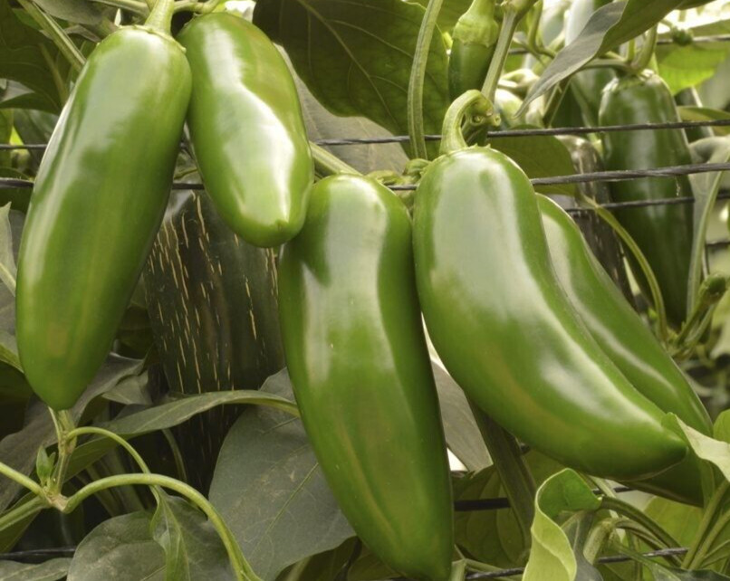 20 Fresh Classic Early Jalapeño Premium Pepper Seeds-A 23