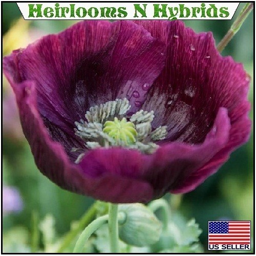 2,500 Authentic Heirloom Lauren’s Grape Non-GMO Papavaer Somniferum Poppy Seeds