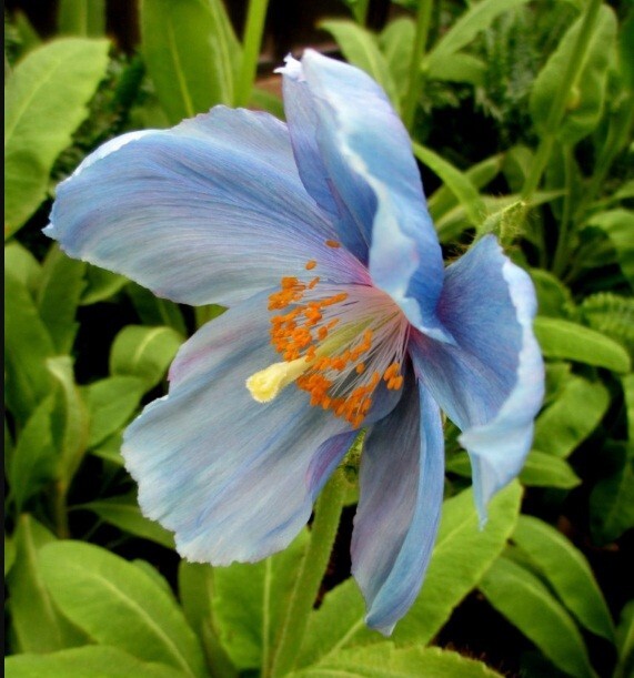 10,000 Heirloom Imported Himalayan Tibetan Blue Poppy Seeds For Planting Non-GMO