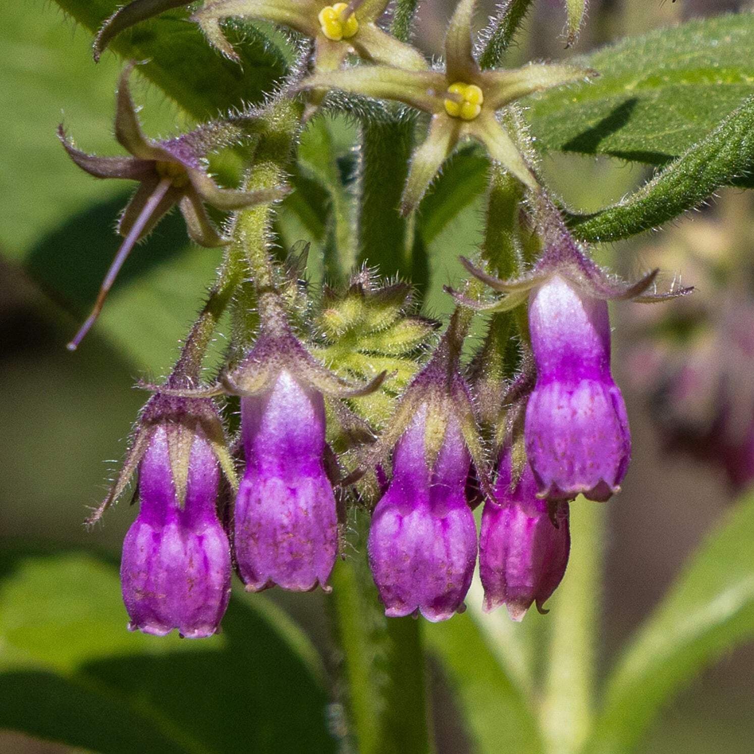 True Comfrey Seeds (Symphytum officinale var. patens) ~Traditional Herb Garden