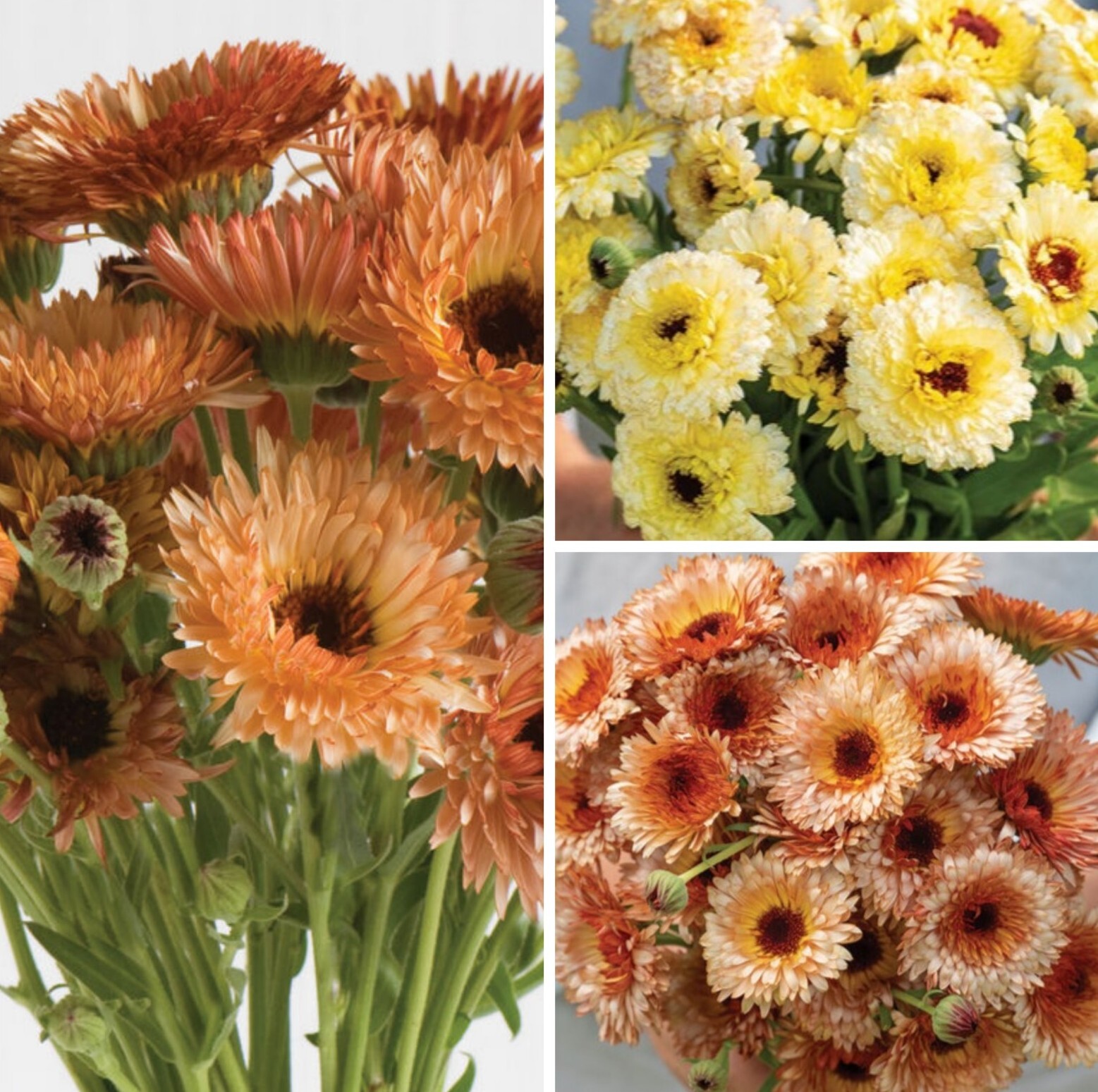 40 Calendula Mix seeds
