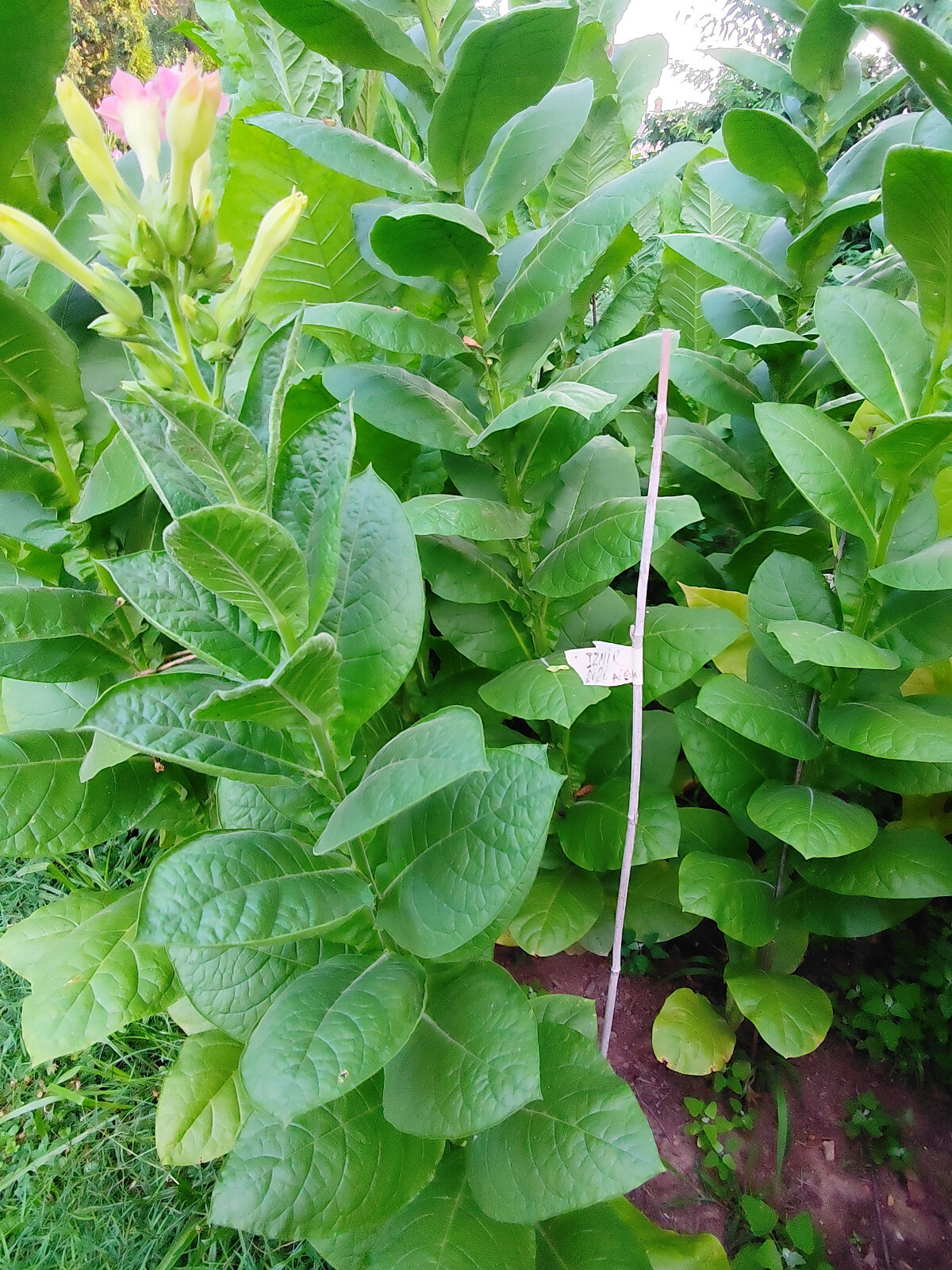 500+ MACEDONIAN PRILEP TOBACCO SEEDS VERY RARE ORIENTAL AROMATIC 2025 CROP