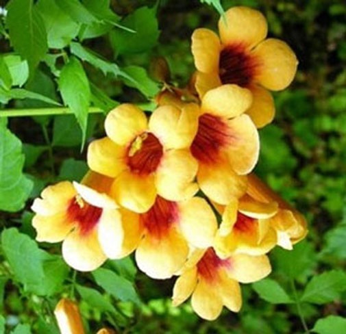 Campsis radicans Flava | Yellow Trumpet Vine | 20_seeds