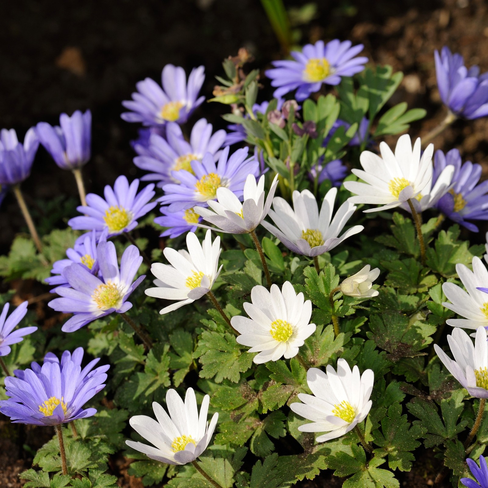 Anemone Blanda Colorful Mix – 15 Bulbs – Blue, Purple and White Flowers Attracts
