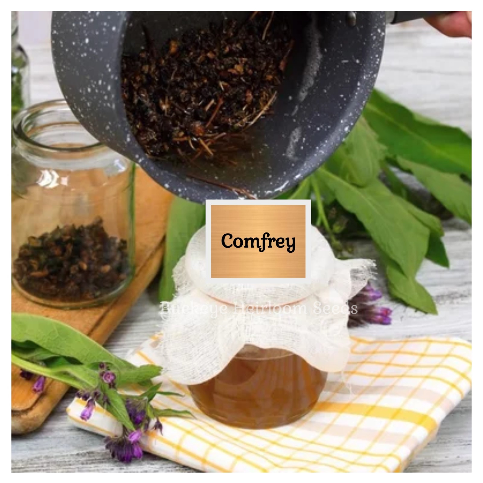 Comfrey – True Comfrey Seeds – Medicinal Herb – GMO Free (Symphytum Officinale)