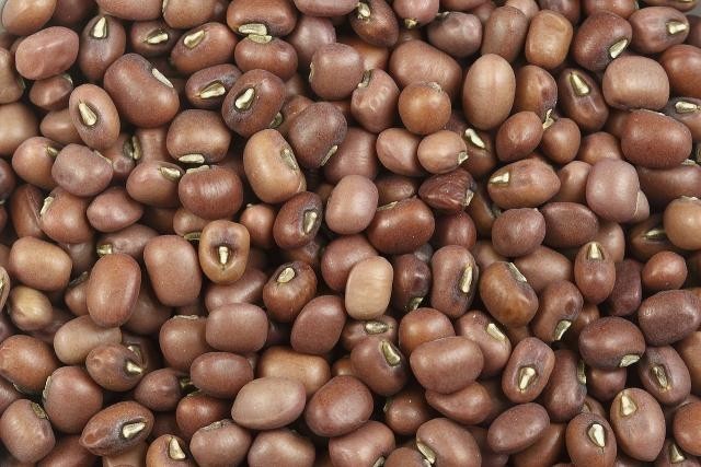 Brown Mung Bean Seeds (40) / Bush Bean / Bean Sprouts / DELICIOUS / Rare