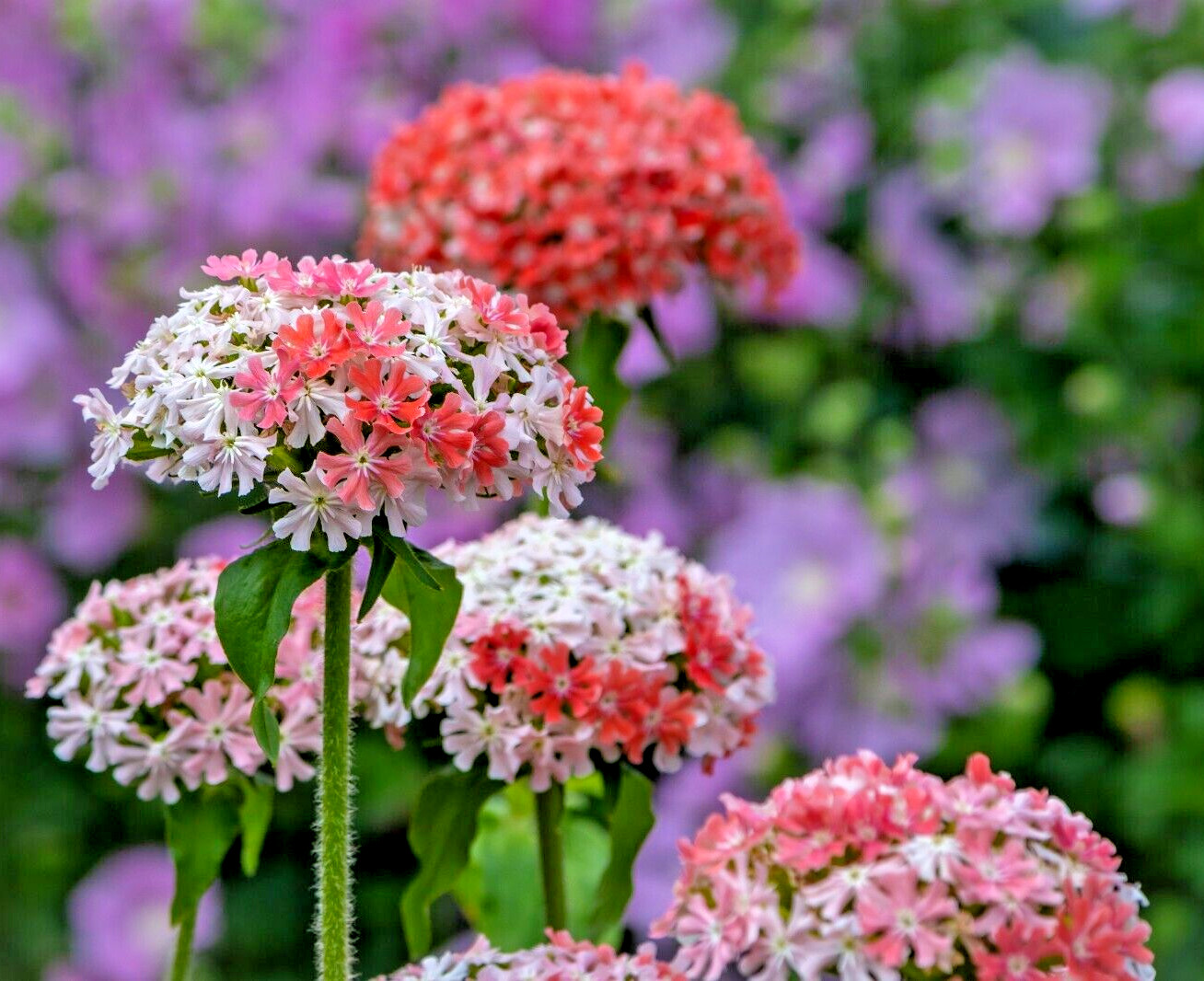 PINK AND WHITE MALTICE CROSS 101 SEEDS. RARE COLOR, LYCHNIS CHALCEDONICA