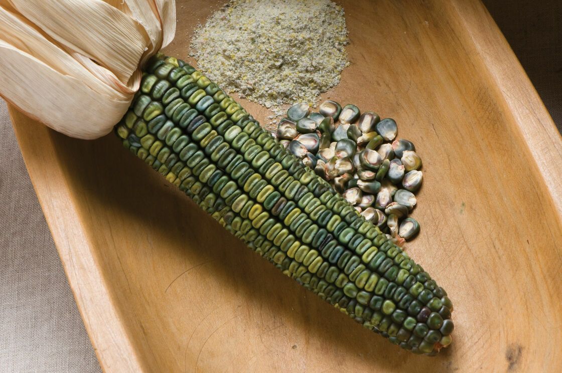 Oaxacan Green Dent Ornamental Corn Seeds | Blue Gold Glass Gem Popcorn Seed 2024