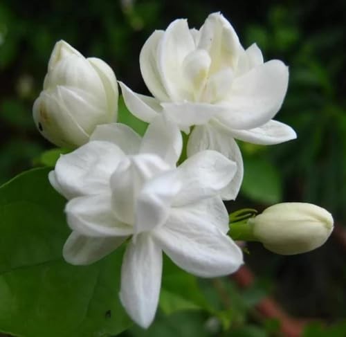 200+ Climbing Jasmine Flower Seeds | Non-GMO Fragrant Plant Seeds for Garde
