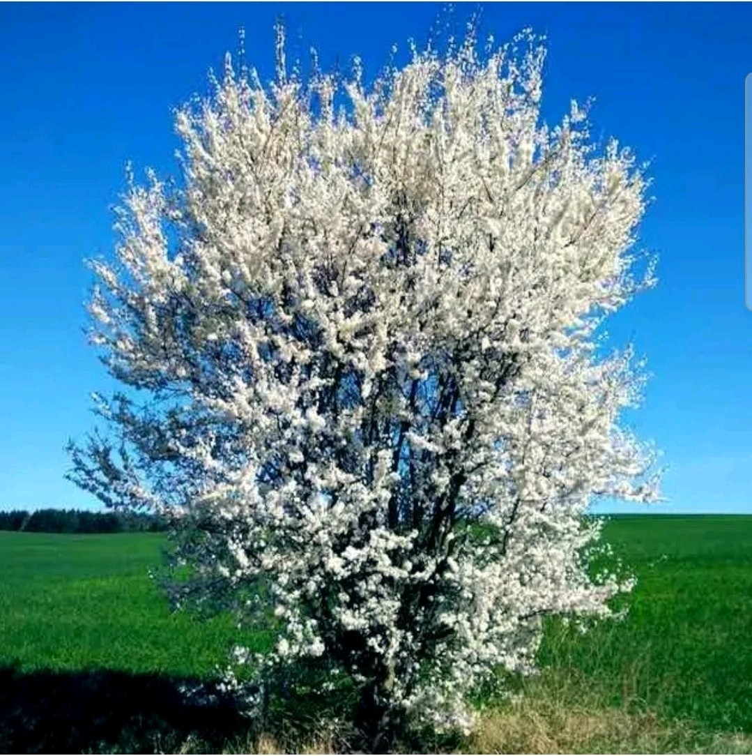 1 Pound Prunus Americana Tree Seeds About 900 To 1000 Seeds bulk