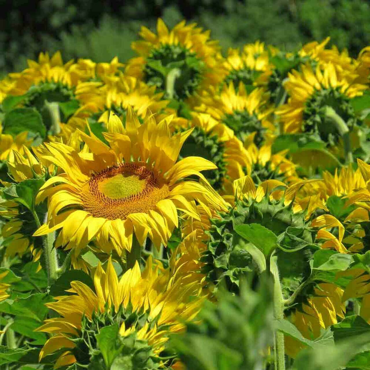 60+ Mammoth Russian Grey Stripe Sunflower Seeds “Brooklyn Botanical Garden Club”