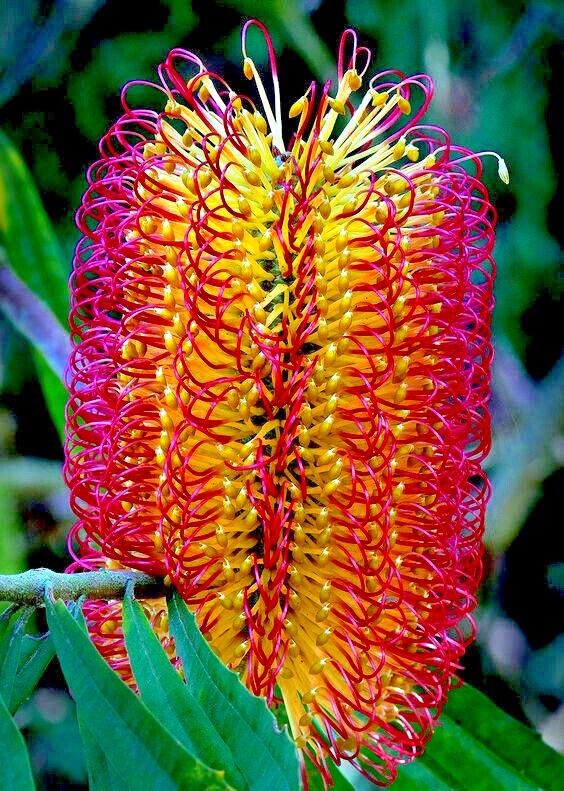 10 Lantern Banksia Tree Seeds “Fireworks” Exotic Flowering House Plant RARE