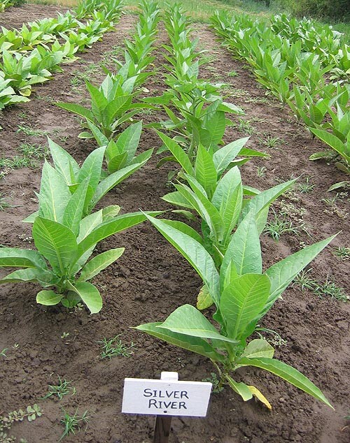 1000 Silver River Tobacco seeds – Nicotiana sp. – Brazilian Strain