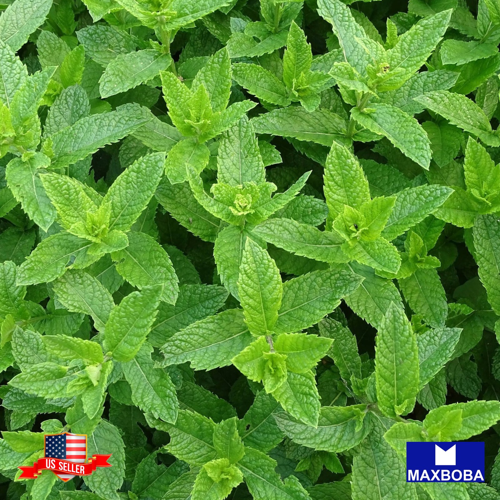 3000+ Agastache Seeds Korean Mint Heirloom Non-GMO BOGO 50% OFF