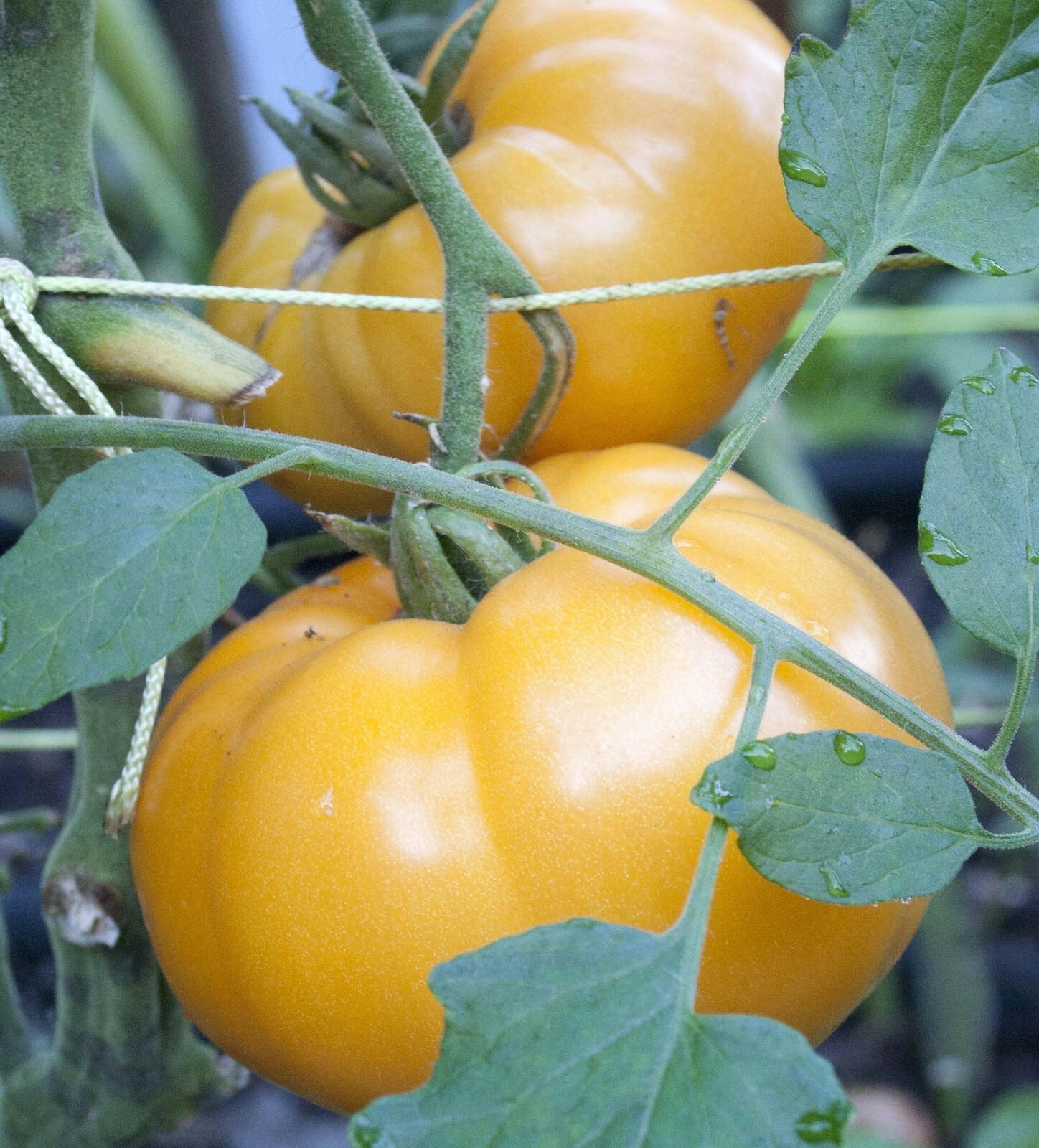 Yellow Brandywine Tomato Seeds Heirloom- 75+ 2021 $1.69 Max Shipping/order