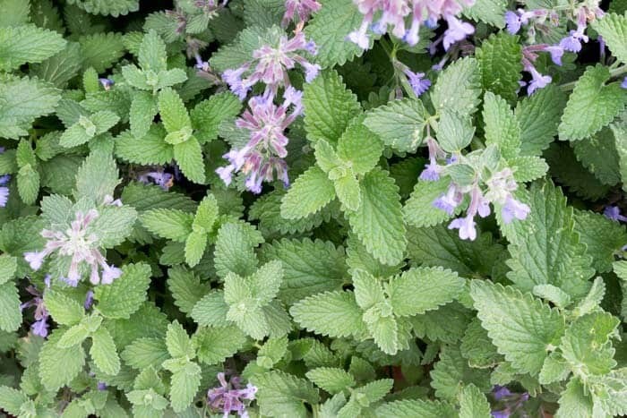 1000+ CATNIP SEEDS – PERENNIAL – BUG REPELLING – NON GMO – HEIRLOOM – HERB