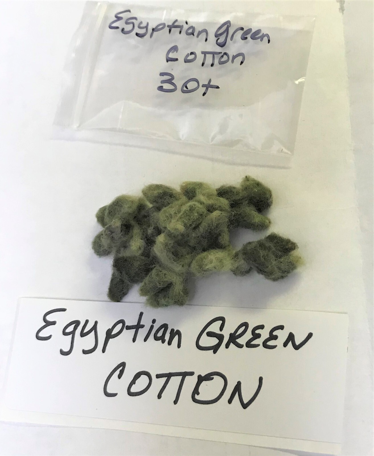 30 EGYPTIAN GREEN LINT Cotton Seed Extremely Rare Heirloom Ornamental