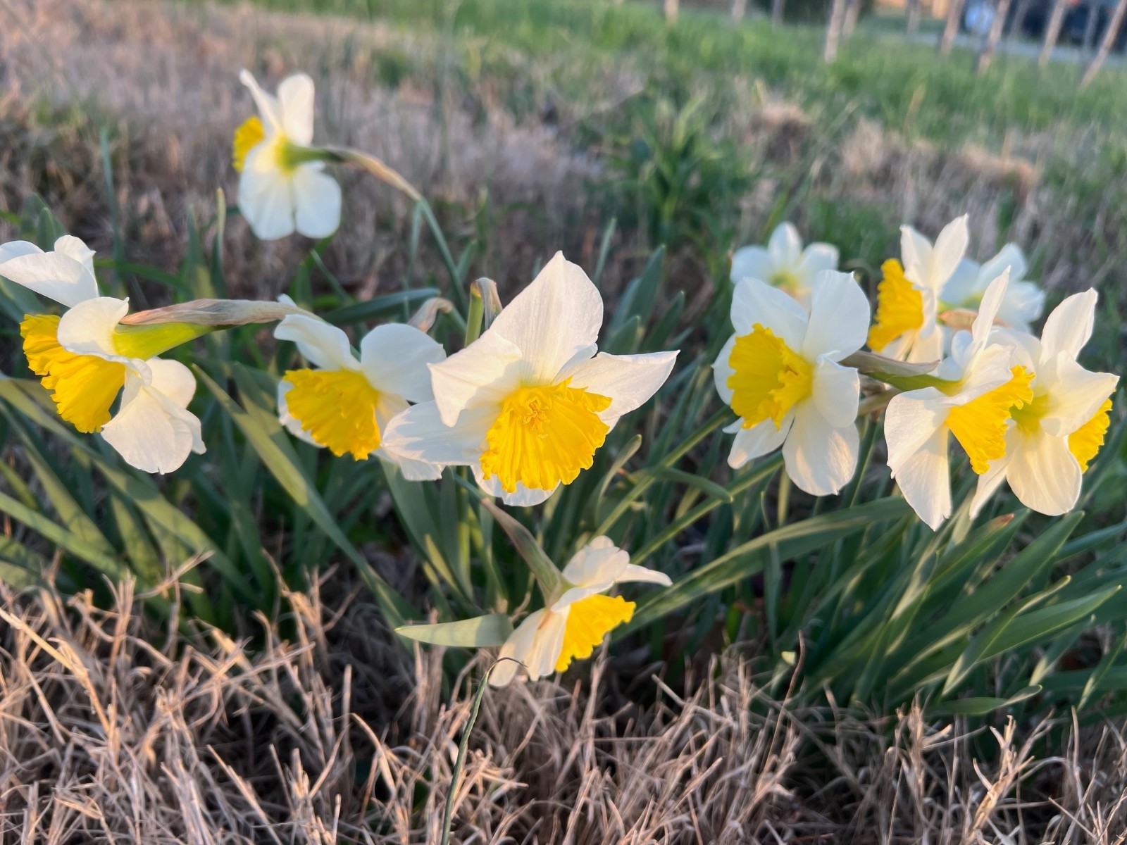 25 ICE FOLLIES’ DAFFODIL bulbs