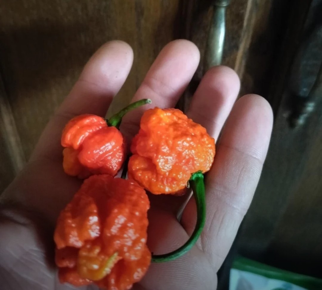 SUPERHOT!- Variety Pack – Over 200! Seeds – One Dozen Different Hot Varieties.