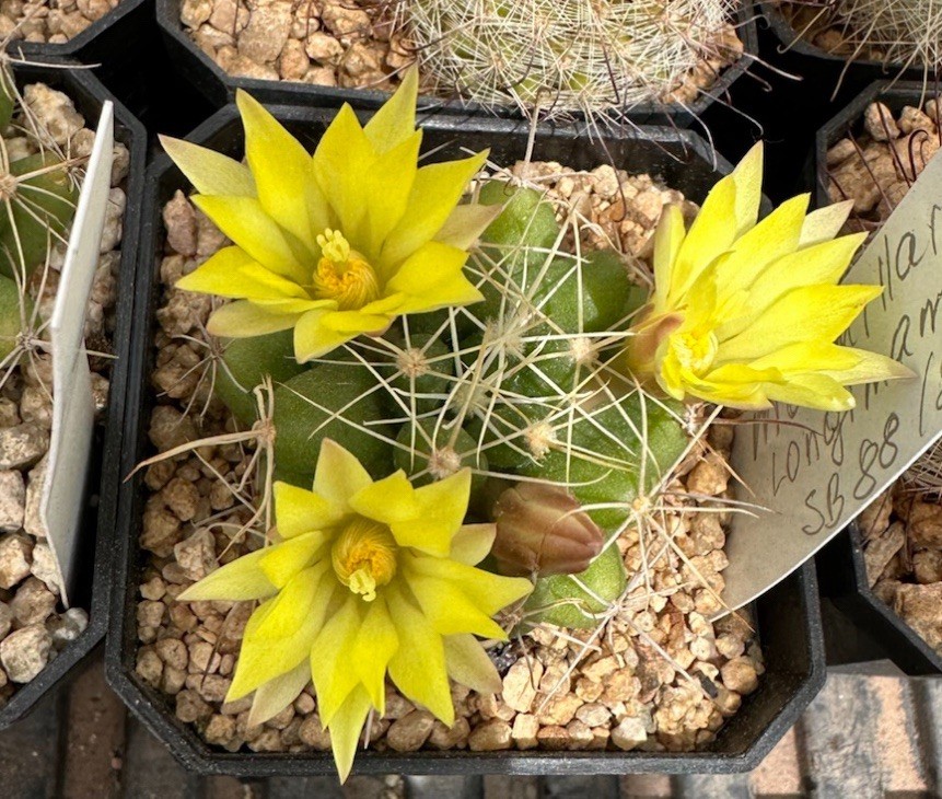 30 Seeds Mammillaria Longimamma SB88 Cactus SEEDS