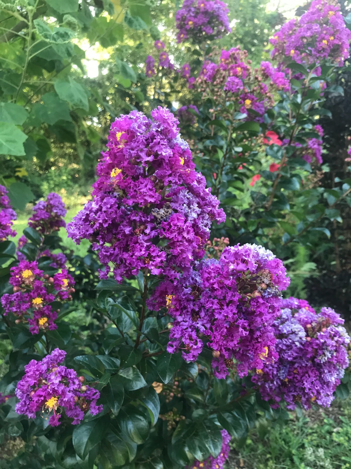 Dwarf Crape Myrtle | Dwarf Purple Velvet | 20 seeds
