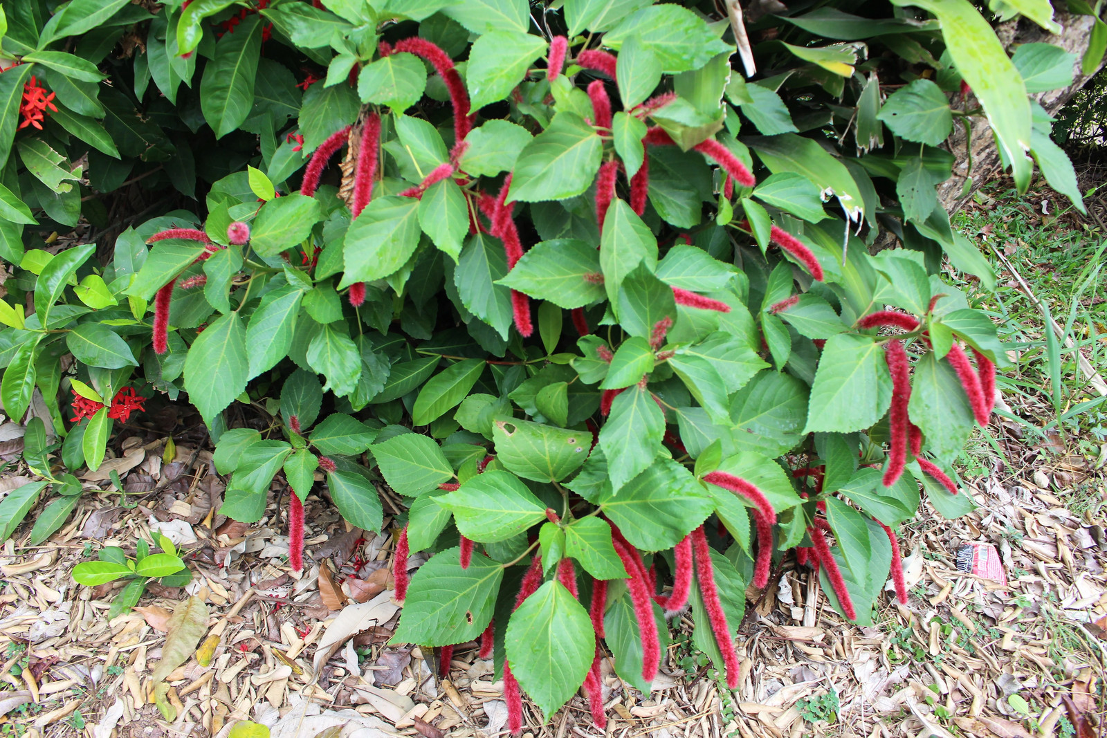 500 LOVE LIES BLEEDING Amaranthus Caudatus ( Kiss Me Over The Garden Gate ) Seed