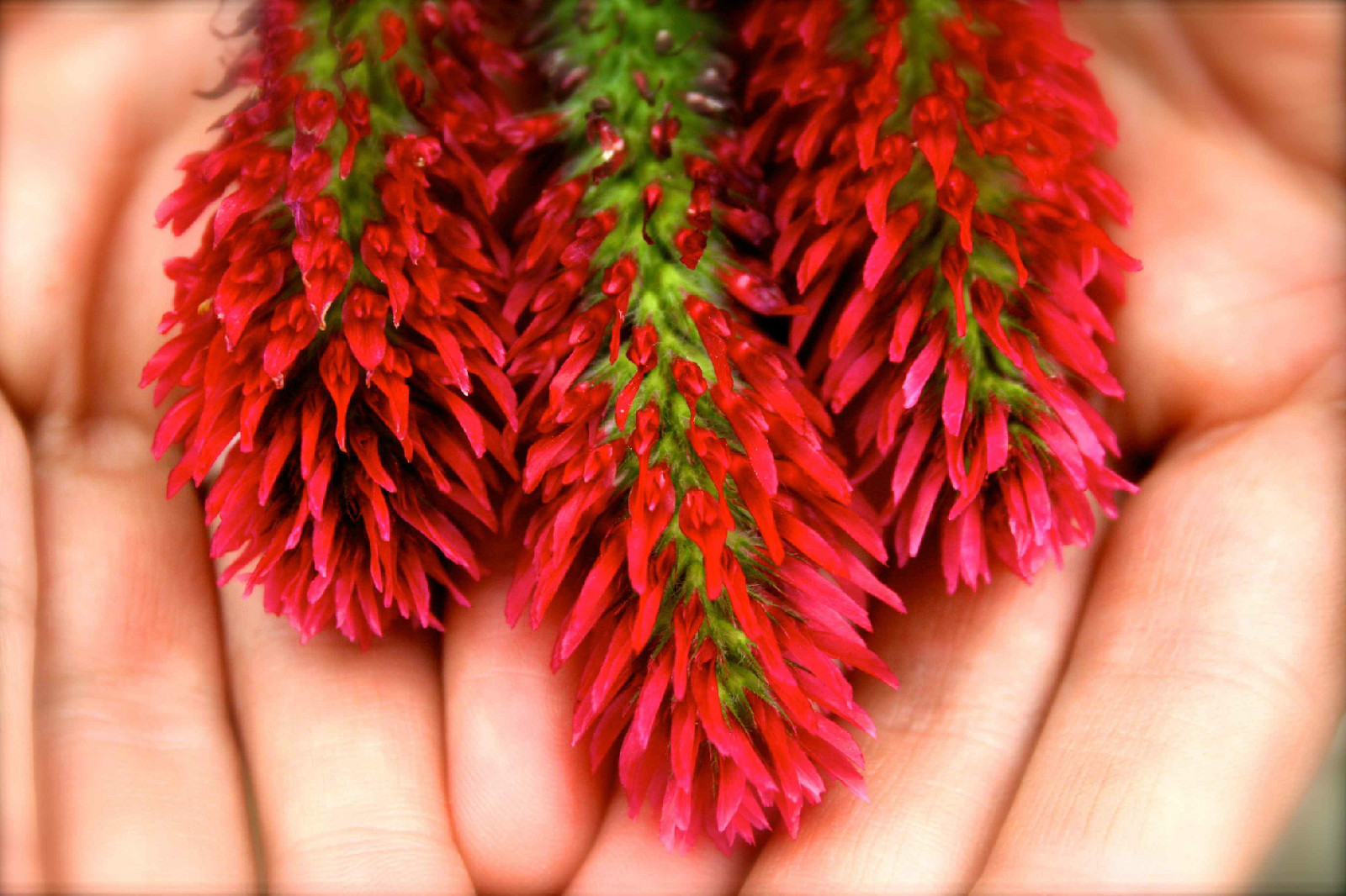 Crimson Clover Seeds 2 Lbs Bag 2000 Sq Ft Coverage.
