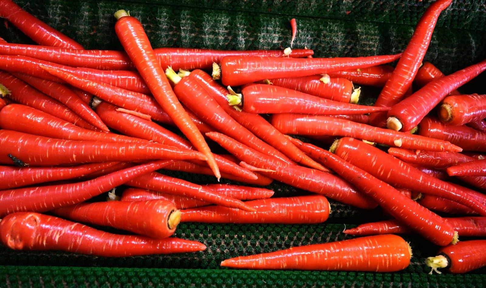 Kintoki Red Carrot Seeds – For 2025 Planting Noir Galaxy Obsidian Cosmic Dark