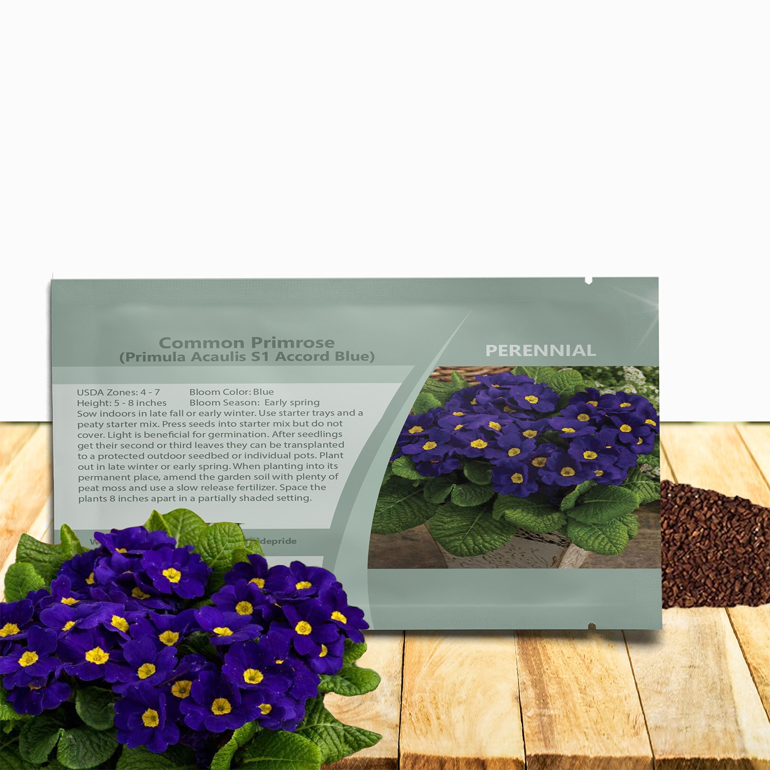 200 Seeds Primrose Seeds – Primula Acaulis Blue Common Primrose Flower Seed