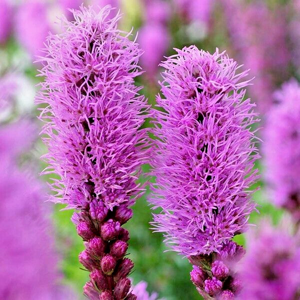30 PURPLE BLAZING STARS SEEEDS – Liatris spicata