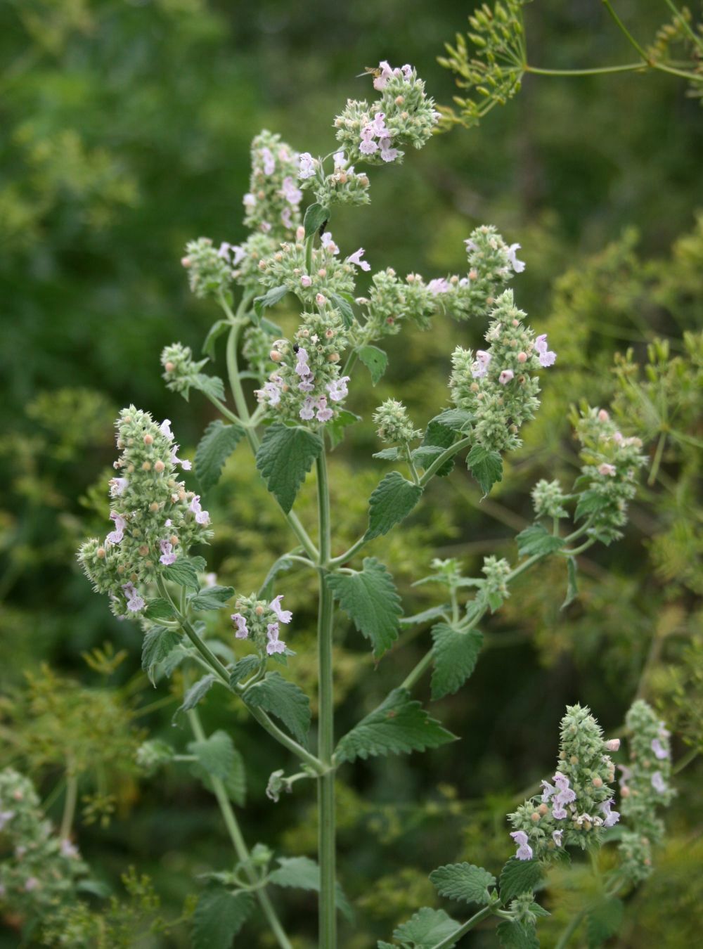 1000 Catnip Seeds – Nepeta cataria Seeds – Medicinal Herb – Cat Friendly!