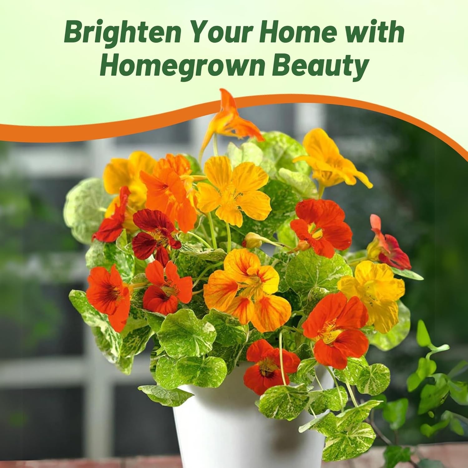 1 LB Nasturtium Seed Mix For Planting – Jewel Mix Flower Seeds
