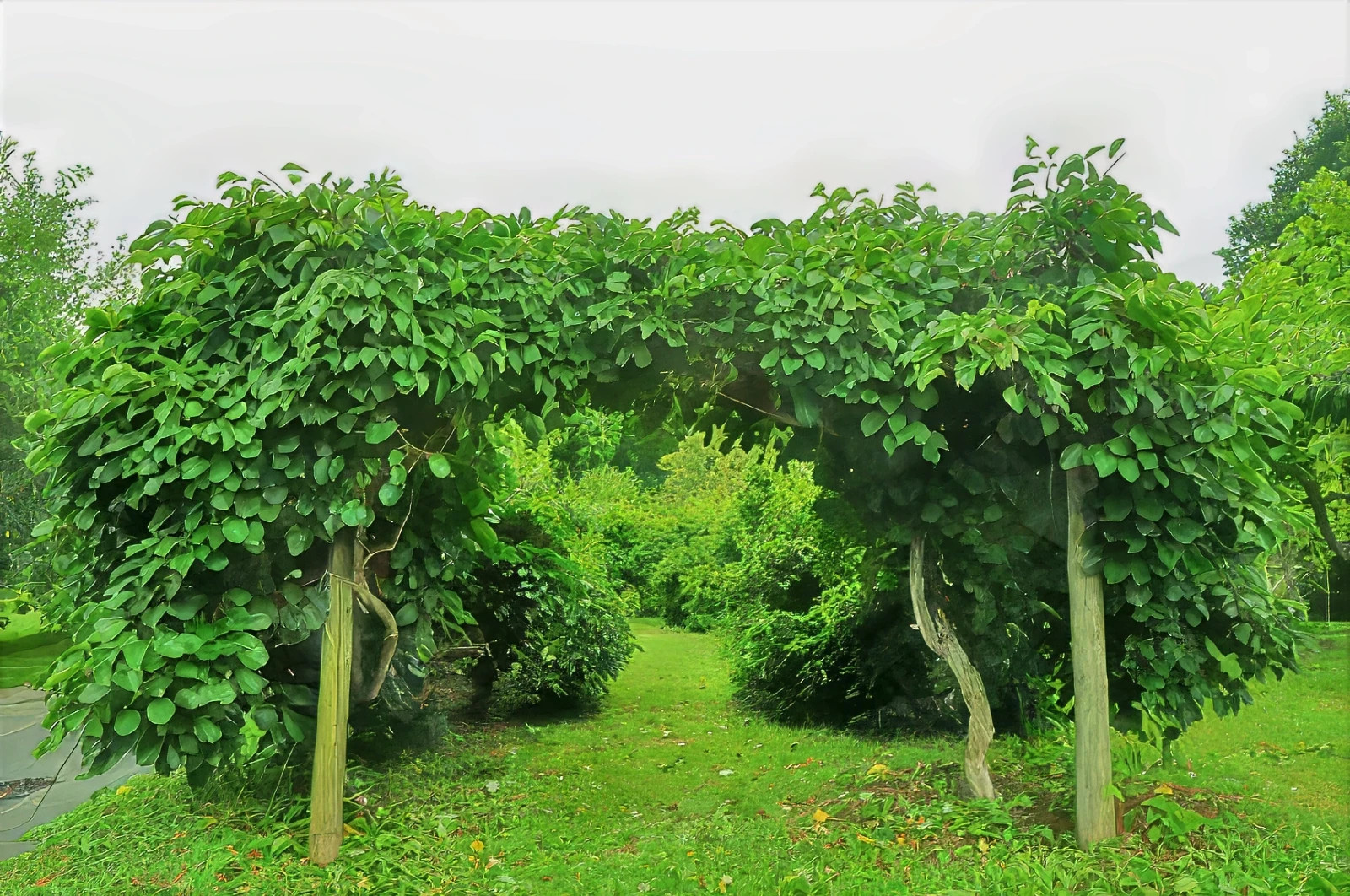 Issai Kiwi Seeds Arctic Grape Berry Superfruit Garden Plant Cold Hardy Fast Vine