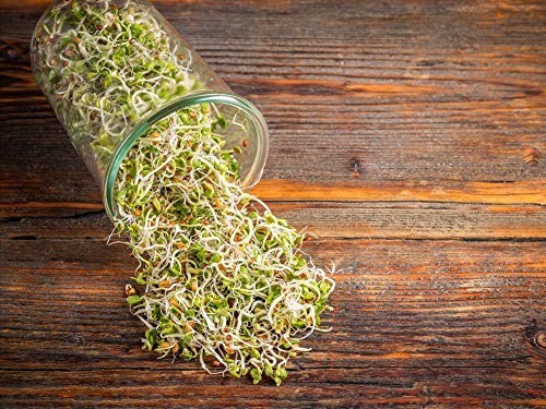 Organic Radish Seeds for Sprouting – Non-GMO, Kosher, Raw – by Food To Live