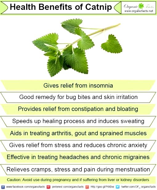 400 CATNIP SEEDS- Non GMO-Open Pollinated.