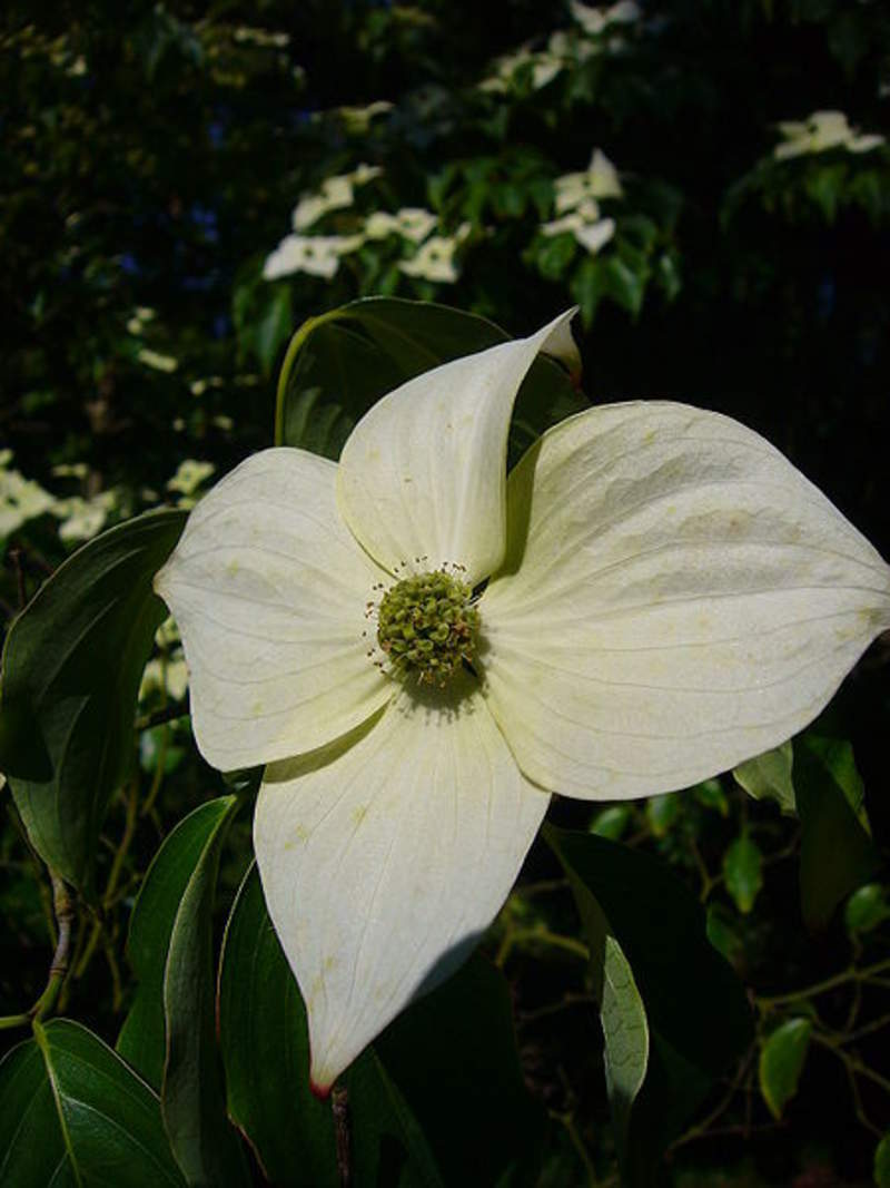 1-1000 PCS Chinese Dogwood Tree Seeds Cornus Kousa Chinensis White Flower 0143
