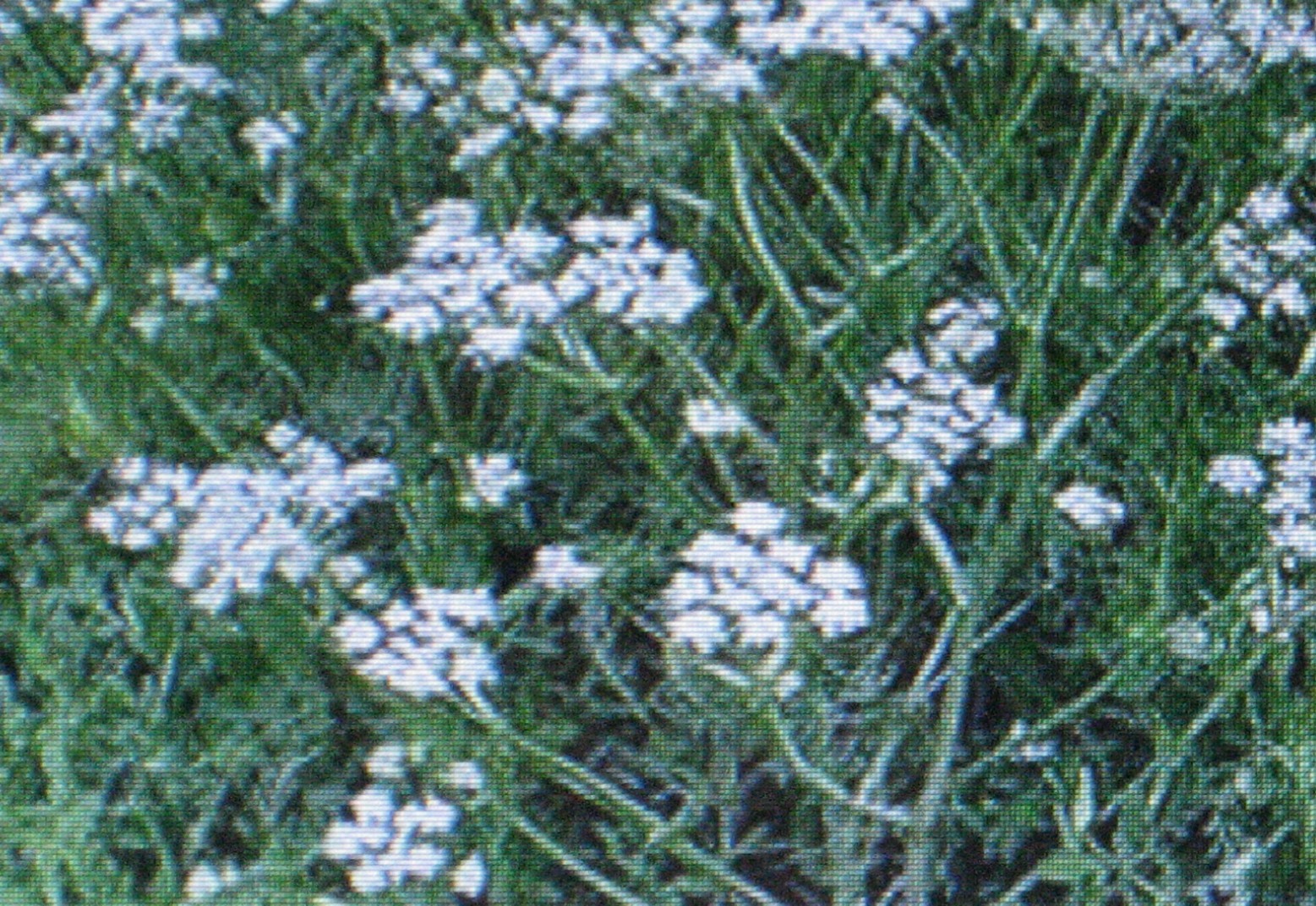 CARAWAY HERB * HEIRLOOM* 100 SEEDS*