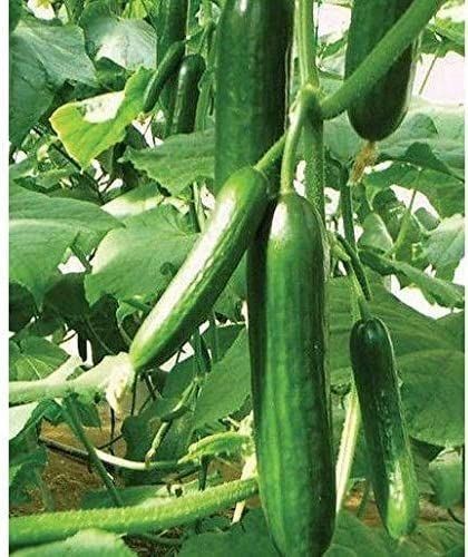 Muncher Cucumber Seeds (25 Seed Pack)