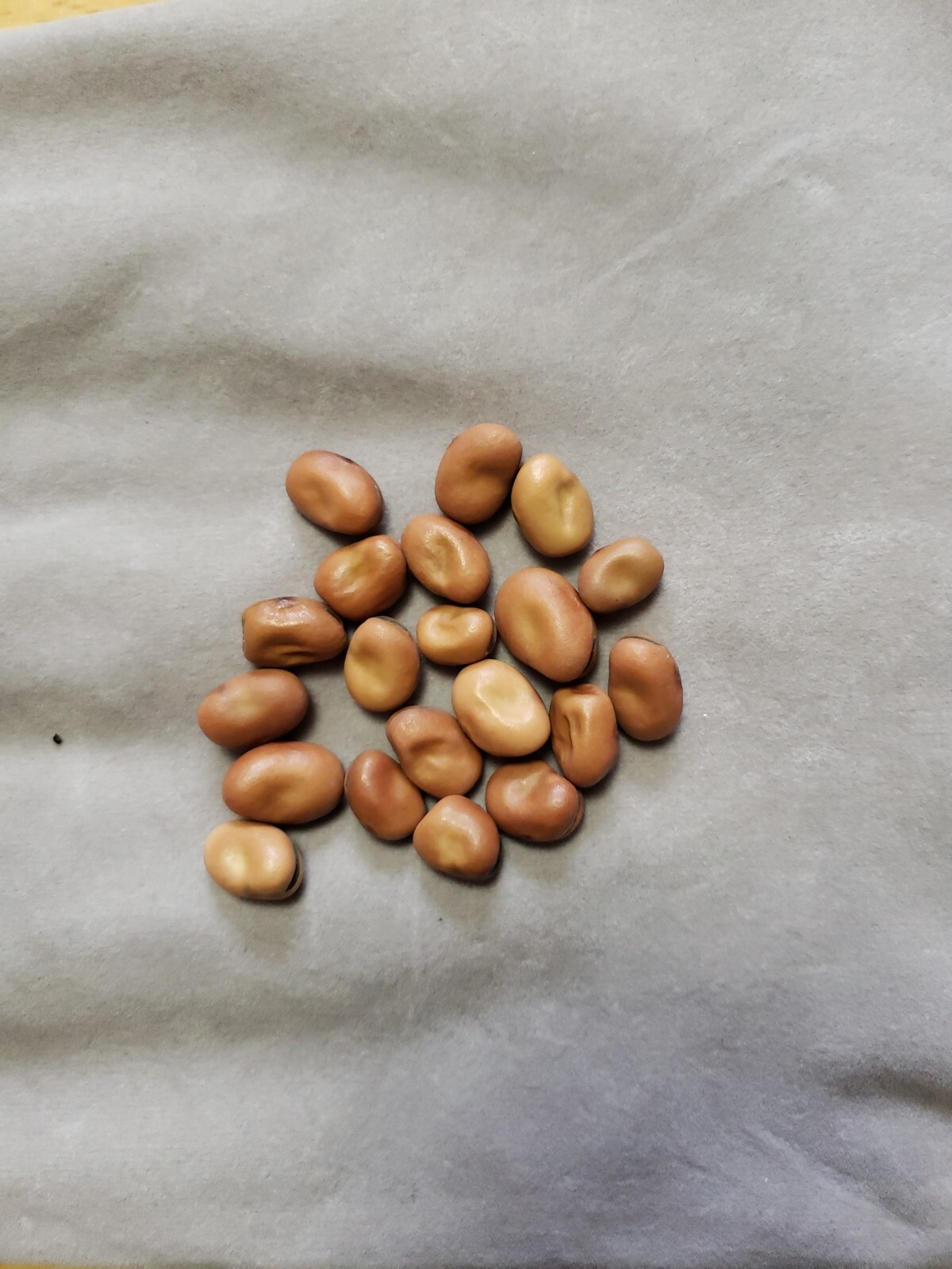 Fava Bean(Broad Beans) 20 Small Seeds