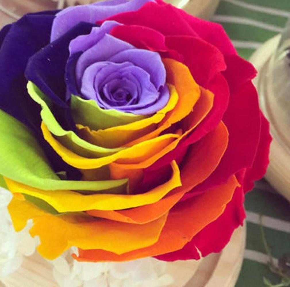 25 RARE RAINBOW ROSE SEEDS perennial hybrid tea flower garden USA SELLER W/TRACK