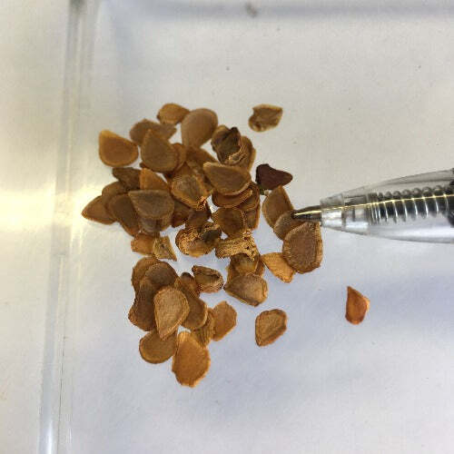 Lilium martagon var. pilosiusculum | 10 Seeds