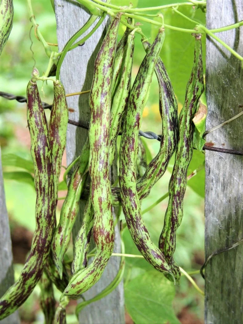 Rattlesnake Bean Seeds (Pole) | Purple Green Dragon Runner Snake Beans Seed 2024