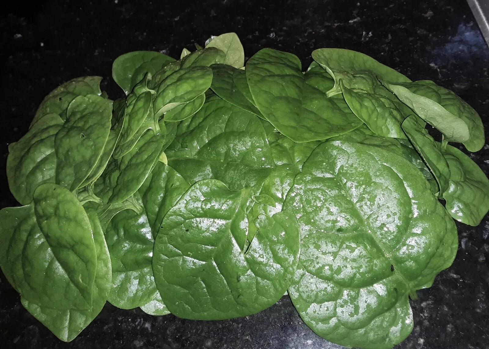 25+Green Malabar Spinach seeds(Asian spinach, MongToi Mu er cai ,Vine Spinach).