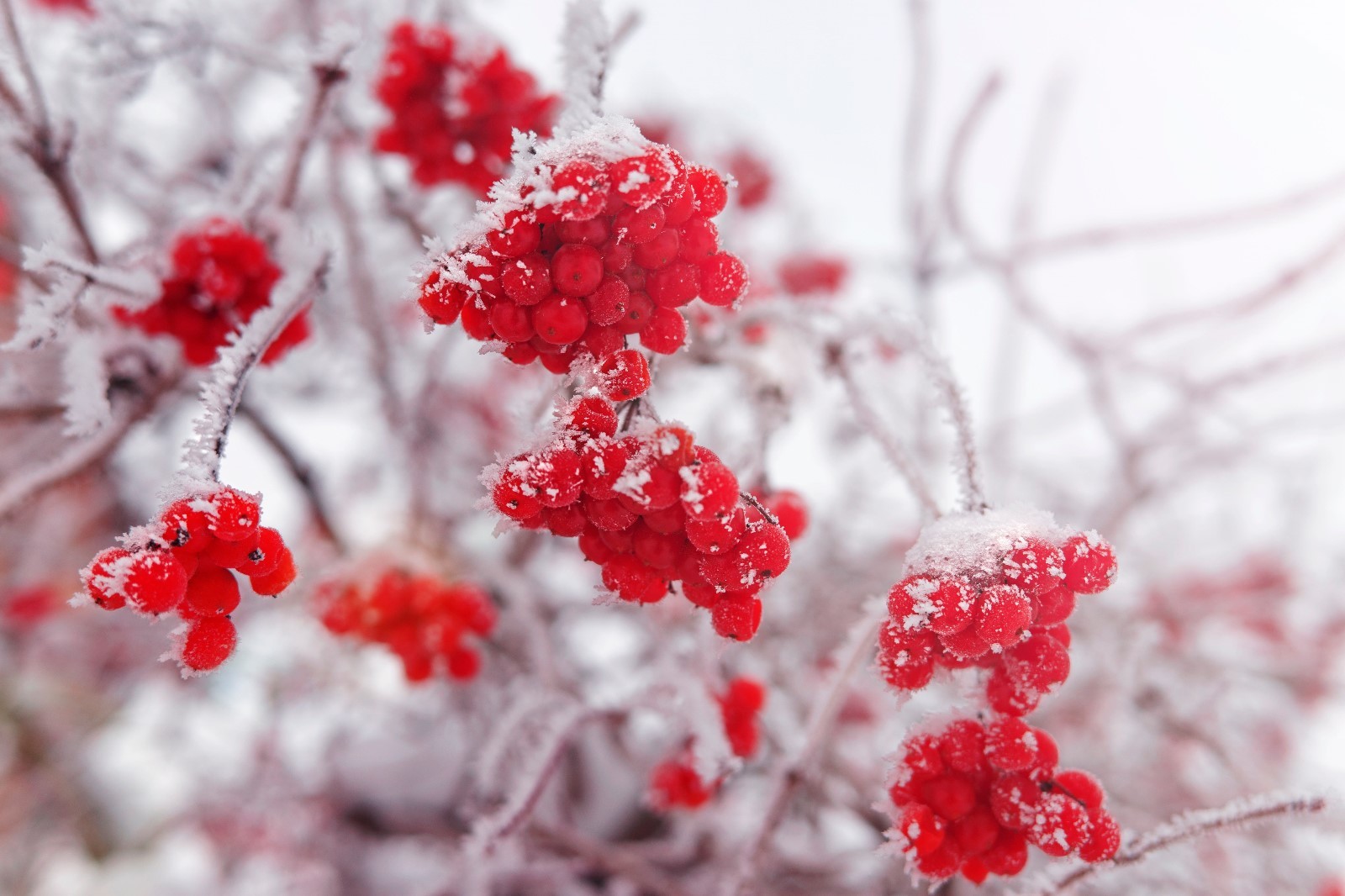 10 Seeds Blushing Viburnum Shrub or Bonsai – Standard Overstock