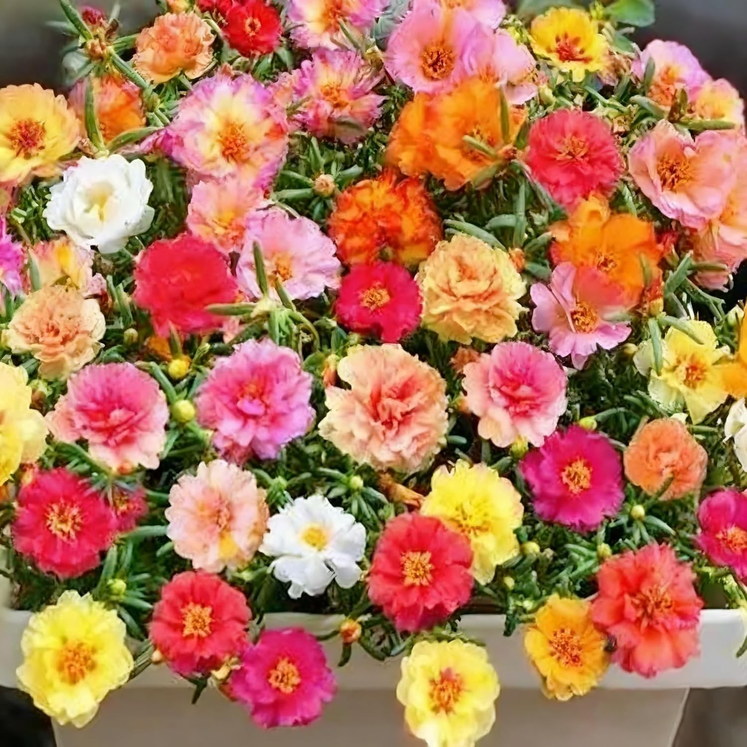 Mixed Color Portulaca Grandiflora Seeds, 20000 Double Moss Rose Seeds for Planti