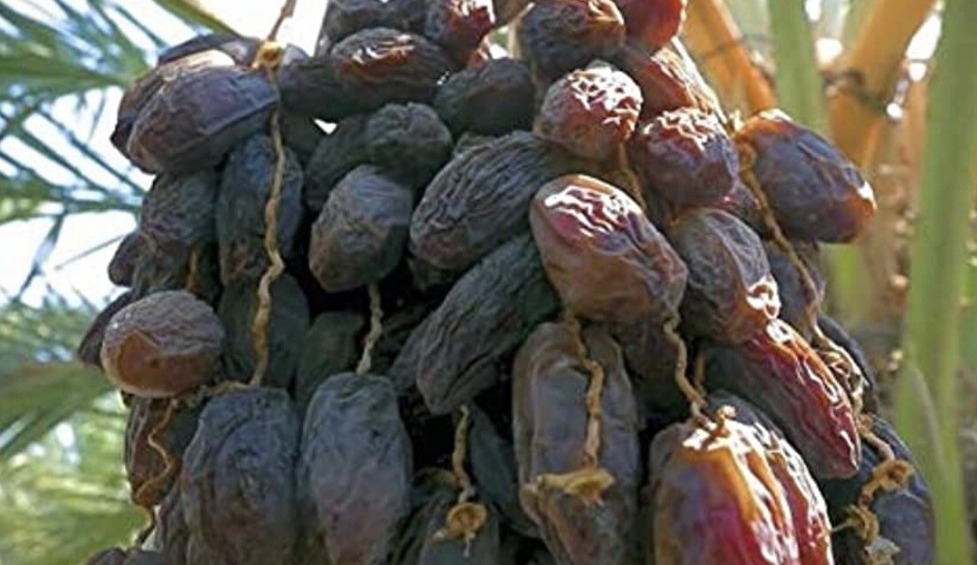 Dates Seeds Honey Sweet Dates. 100% Strong Sprout 20 seeds