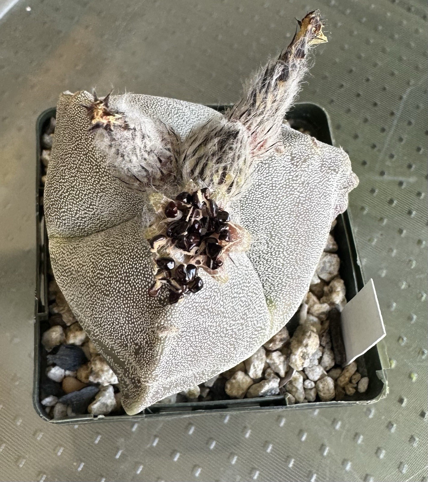 25 Seeds Astrophytum Myriostigma Tricostatum Cactus Seeds 2025