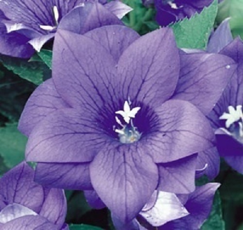40+ WHITE PLATYCODON DOUBLE BALLOON FLOWER SEEDS / PERENNIAL