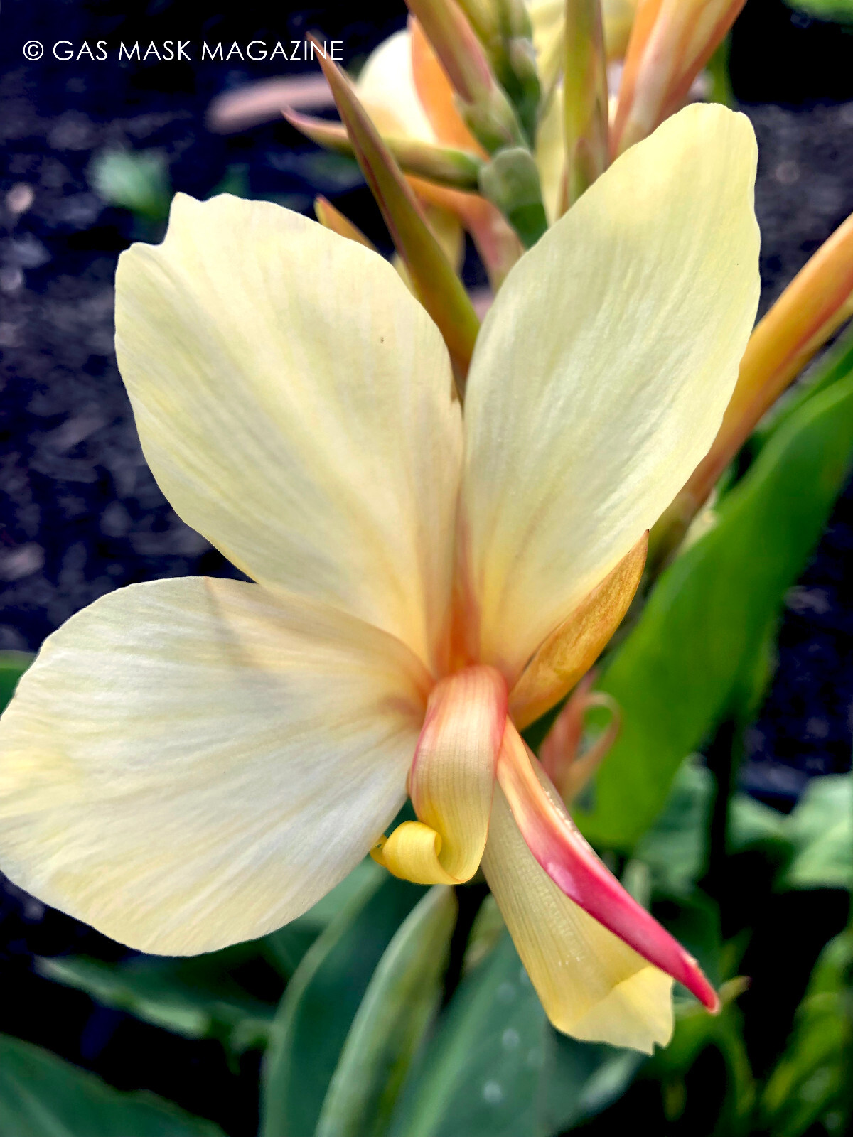 Canna Lily Rhizome, Davia (Creamy Yellow Blooms)