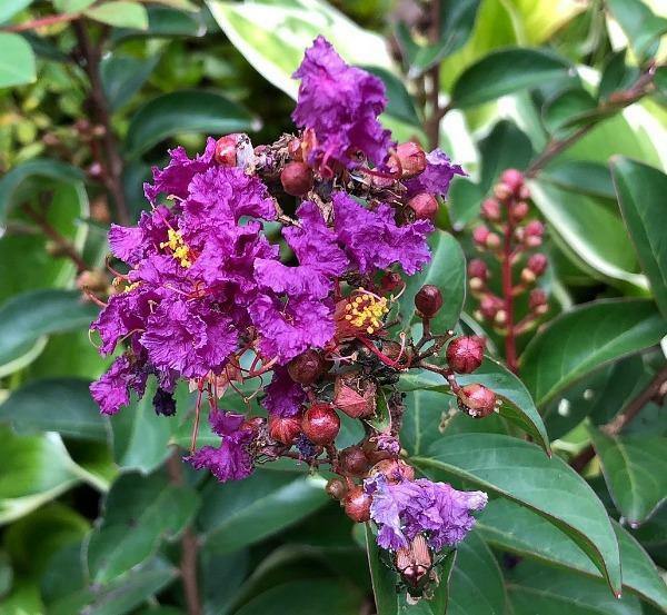 Lagerstroemia indica Catawba | Crape Myrtle | 20 Seeds